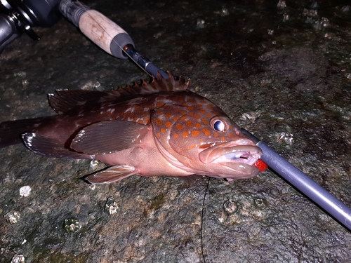 アコウの釣果