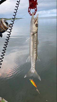 オニカマスの釣果