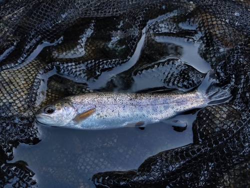 ニジマスの釣果