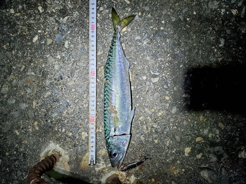 マサバの釣果