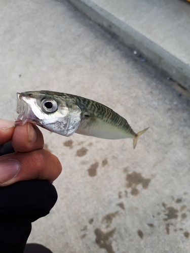 サバの釣果