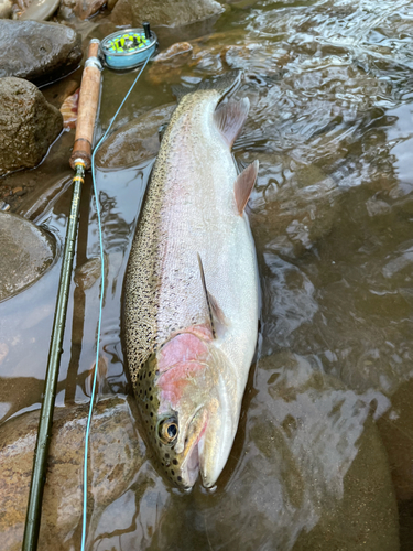 ニジマスの釣果