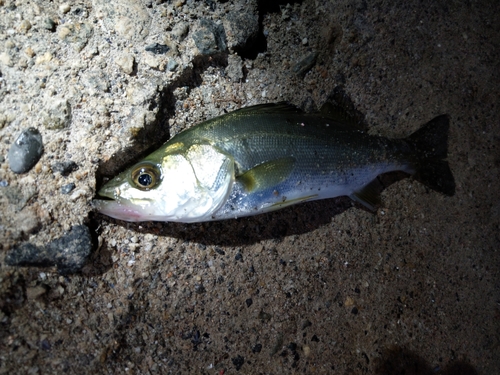 セイゴ（マルスズキ）の釣果