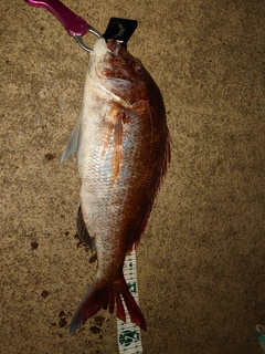 マダイの釣果