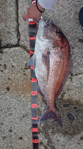 マダイの釣果