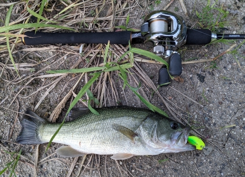 ブラックバスの釣果