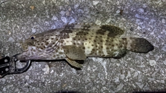 チャイロマルハタの釣果