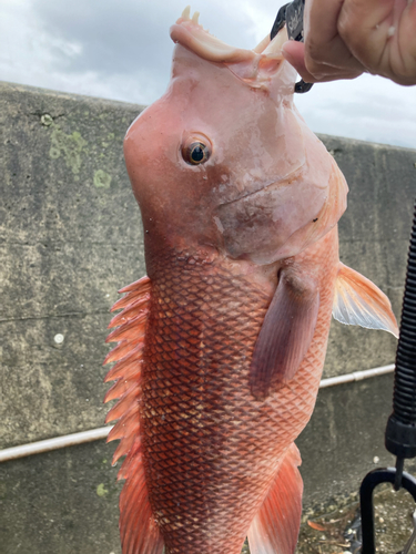 コブダイの釣果