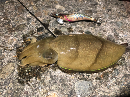 モンゴウイカの釣果