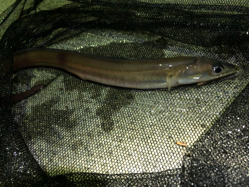 アナゴの釣果