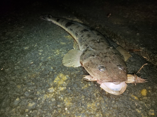 マゴチの釣果