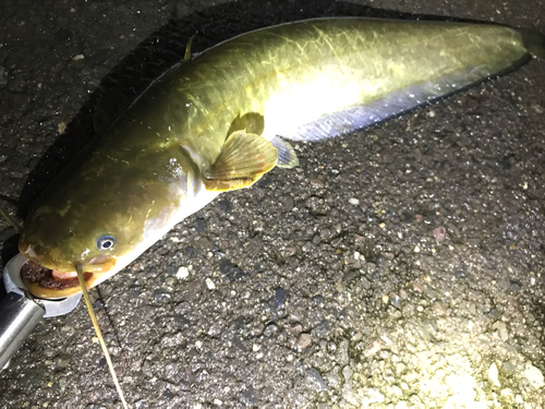 マナマズの釣果