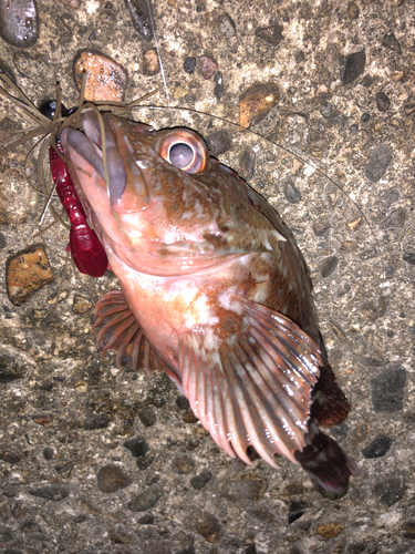 カサゴの釣果