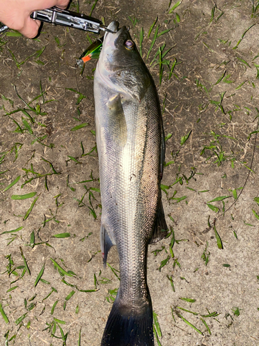 タイリクスズキの釣果