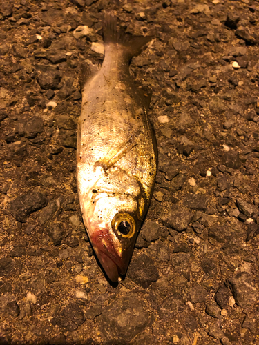 セイゴ（タイリクスズキ）の釣果