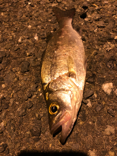 セイゴ（タイリクスズキ）の釣果