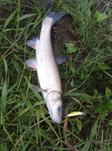 ウグイの釣果