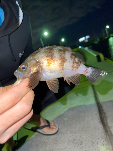 メバルの釣果