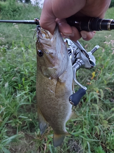 スモールマウスバスの釣果