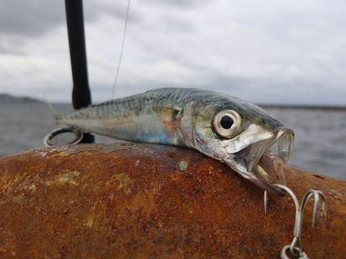 サバの釣果