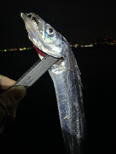 タチウオの釣果