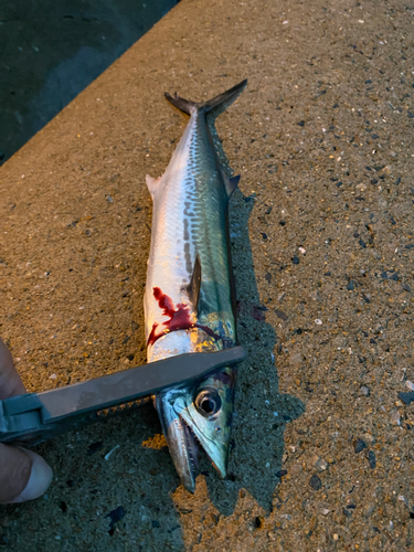 サゴシの釣果