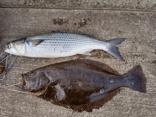 ヒラメの釣果