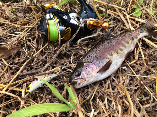 ニジマスの釣果