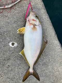 ショゴの釣果