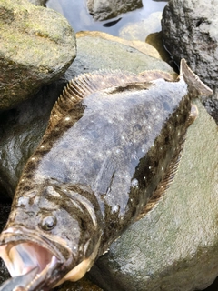 ヒラメの釣果