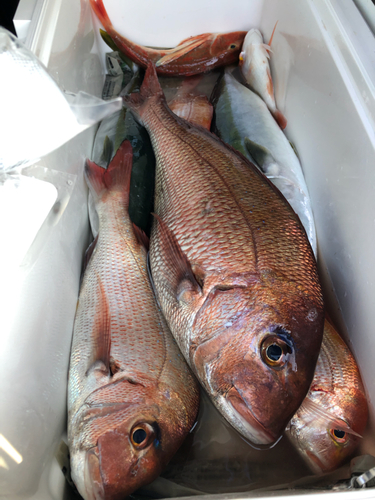 マダイの釣果