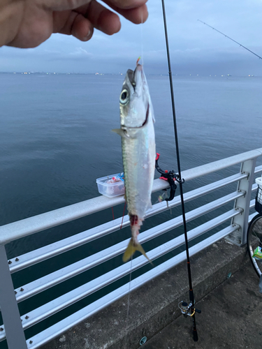 サバの釣果