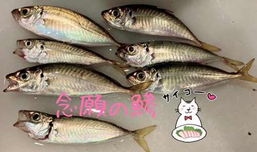 アジの釣果