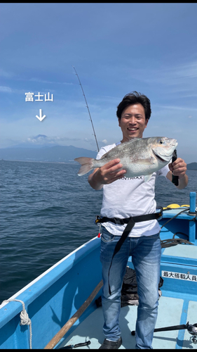 マダイの釣果