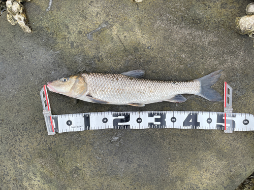 ニゴイの釣果