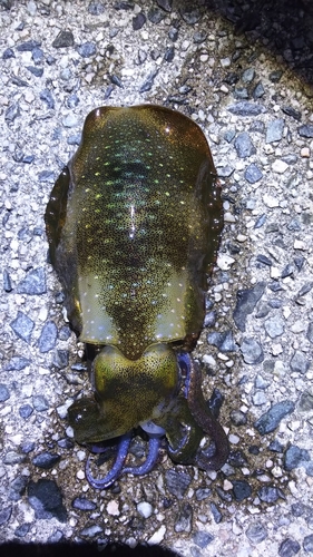 アオリイカの釣果