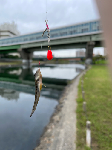 マハゼの釣果