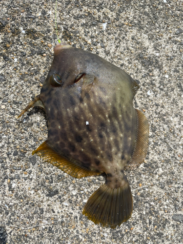 カワハギの釣果