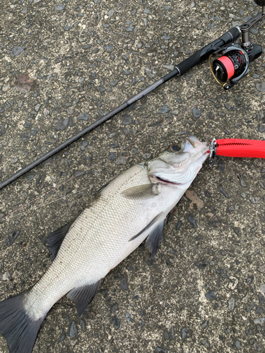 ヒラスズキの釣果