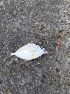ヒイラギの釣果