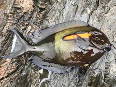 ニセカンランハギの釣果