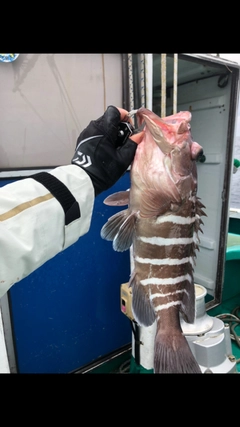 マハタの釣果