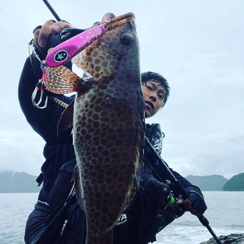 オオモンハタの釣果