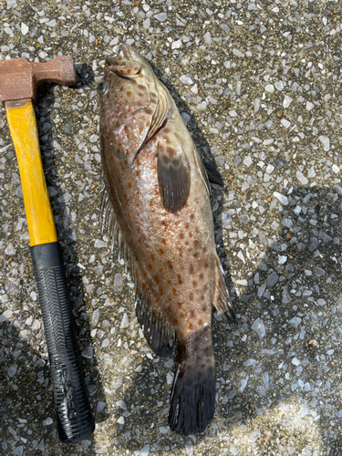 チャイロマルハタの釣果