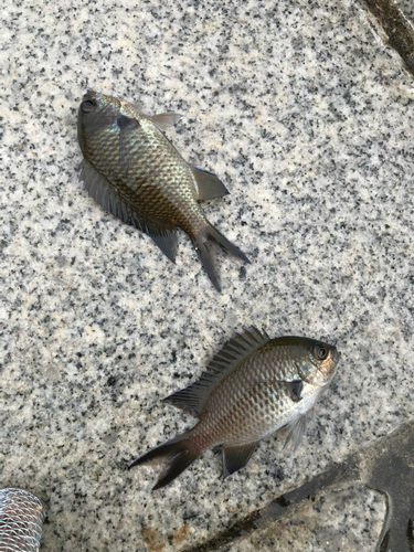 クロスズメダイの釣果