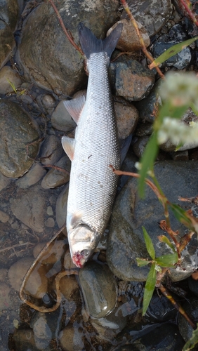 ウグイの釣果