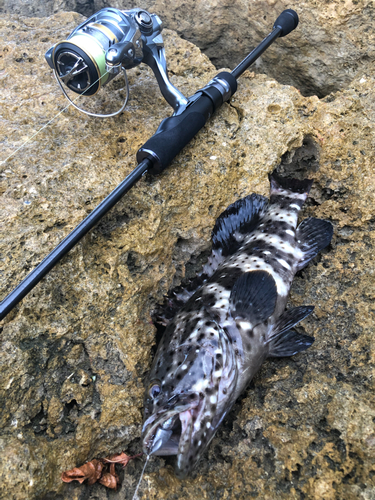 ヤイトハタの釣果