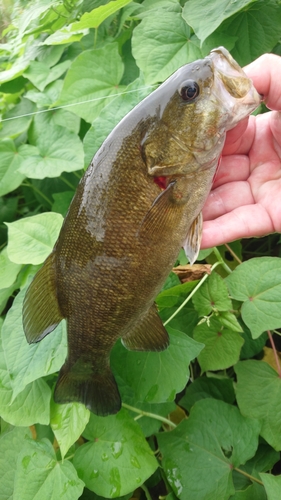 スモールマウスバスの釣果