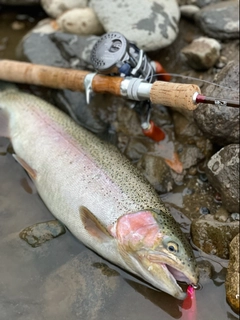 ニジマスの釣果