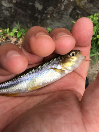 カワムツの釣果